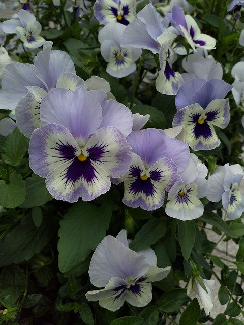 Free download Pansy Flowers Faces -  free photo or picture to be edited with GIMP online image editor