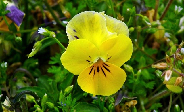 Free download Pansy Flower Yellow -  free photo or picture to be edited with GIMP online image editor