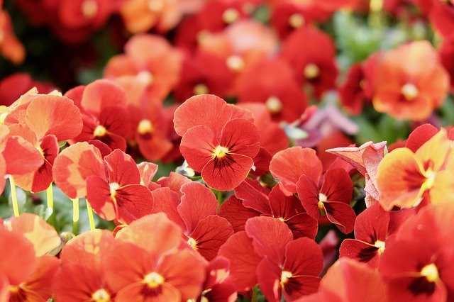 Free download Pansy Red Colorful -  free photo or picture to be edited with GIMP online image editor