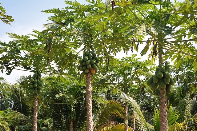 Free download Papaya Plantation Fruit -  free photo or picture to be edited with GIMP online image editor