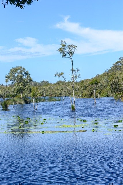 Free download Paperbark Wetland Water Lily -  free photo or picture to be edited with GIMP online image editor