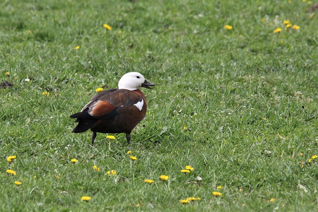 Free download paradise shelduck duck female free picture to be edited with GIMP free online image editor