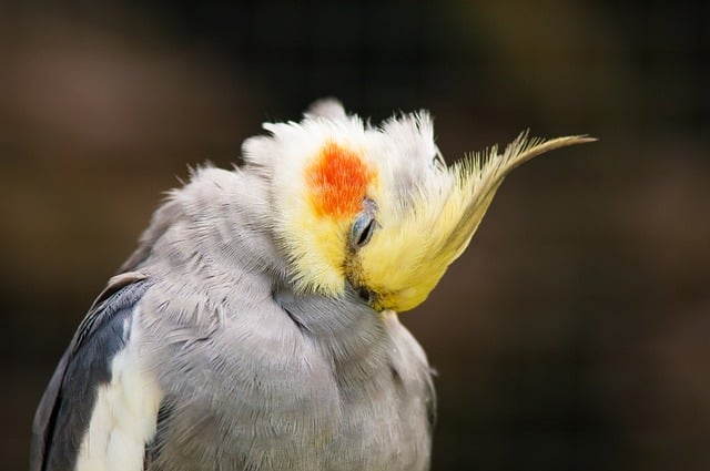 Free download parakeet bird animal nature free picture to be edited with GIMP free online image editor