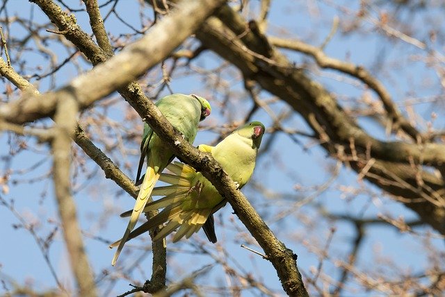 Free download Parakeets Birds Green Parrots -  free photo or picture to be edited with GIMP online image editor