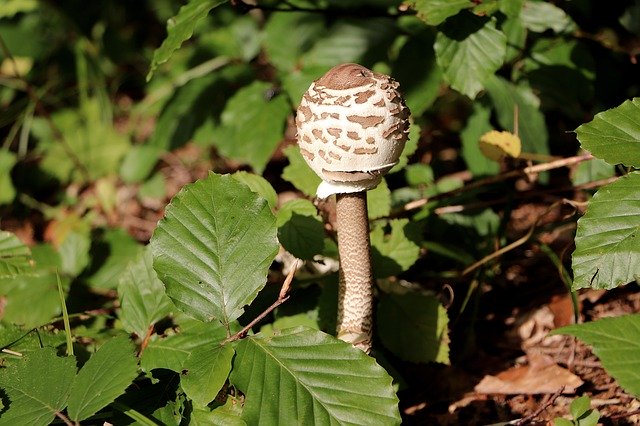 Free download Parasol Mushroom Schirmling -  free photo or picture to be edited with GIMP online image editor