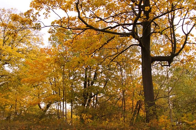 Free download Park Autumn Trees -  free photo or picture to be edited with GIMP online image editor