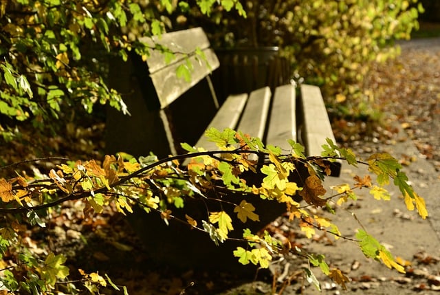 Free download park bench fall autumn leaves bench free picture to be edited with GIMP free online image editor