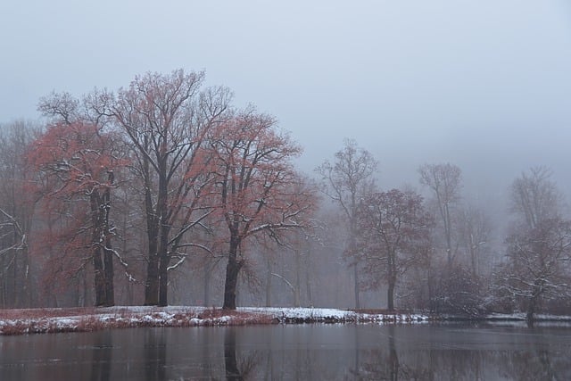 Free download park lake snow winter trees fog free picture to be edited with GIMP free online image editor