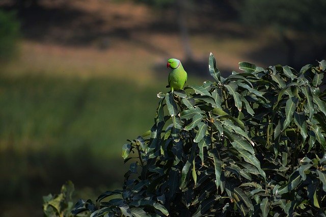 Free download Parrot Animal Exotic -  free photo or picture to be edited with GIMP online image editor