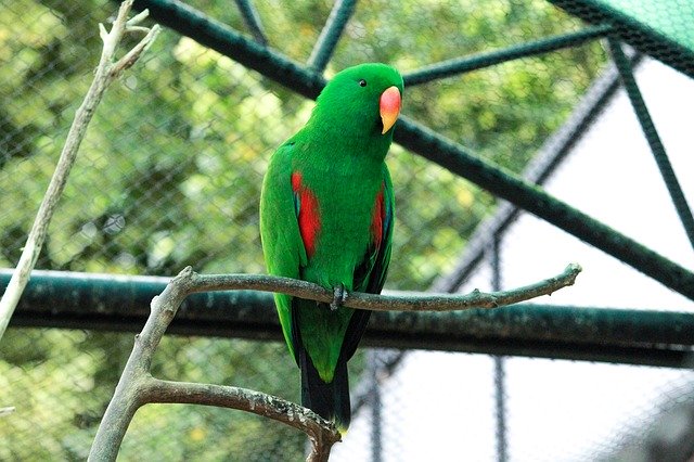 Free download Parrot Bird Animals -  free photo or picture to be edited with GIMP online image editor