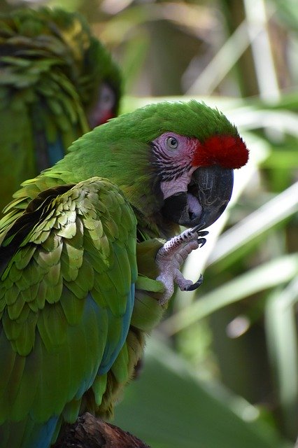 무료 다운로드 Parrot Bird Exotic - 무료 사진 또는 김프 온라인 이미지 편집기로 편집할 사진