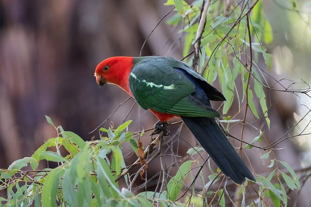 Free download parrot bird king parrot feathers free picture to be edited with GIMP free online image editor