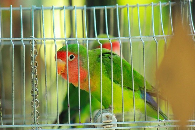 Free download Parrot Bird Lovebird -  free photo or picture to be edited with GIMP online image editor