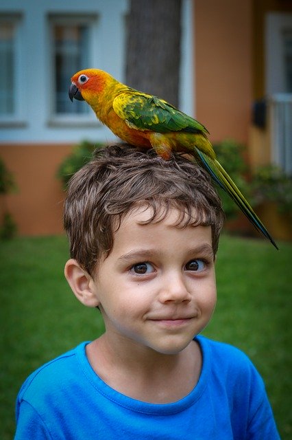 Free download Parrot Boy Majorca -  free photo or picture to be edited with GIMP online image editor