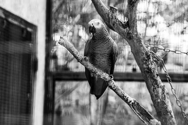 Free download parrot gray parrot black and white free picture to be edited with GIMP free online image editor