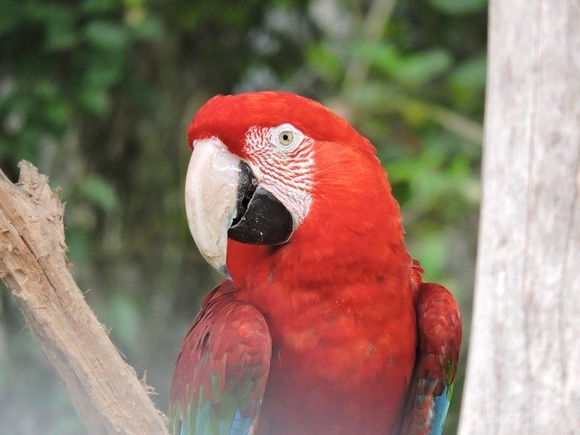 Free download Parrot Gucamaya Colombia Bird -  free photo or picture to be edited with GIMP online image editor