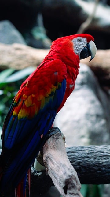 Free download parrot red macaw profile branch free picture to be edited with GIMP free online image editor