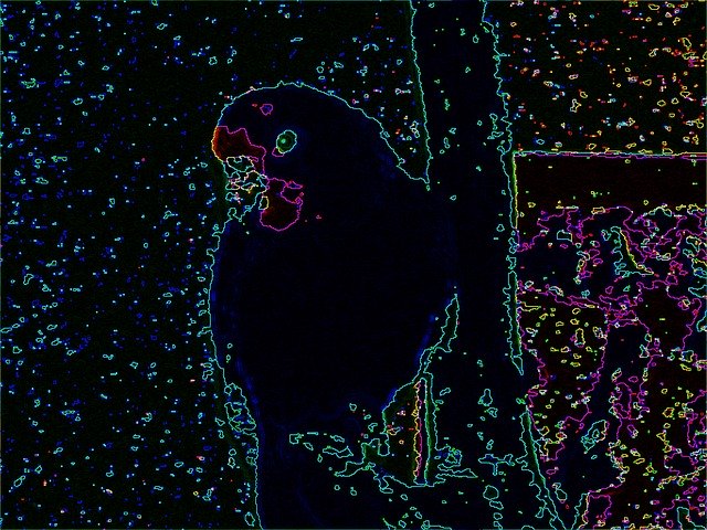 Free download Parrots Parrot Tropical -  free illustration to be edited with GIMP free online image editor