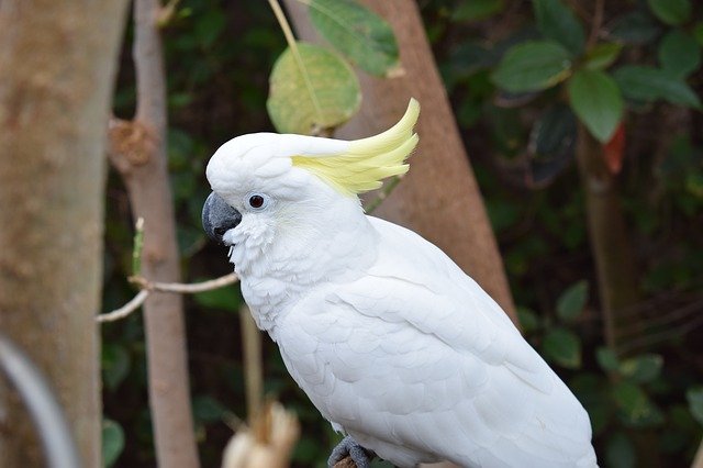 Free download Parrot White Bird -  free photo or picture to be edited with GIMP online image editor