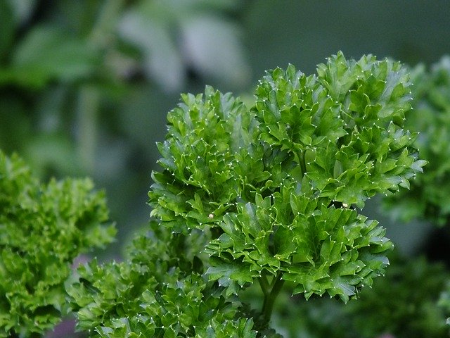 Free download Parsley Fresh Bio -  free photo or picture to be edited with GIMP online image editor