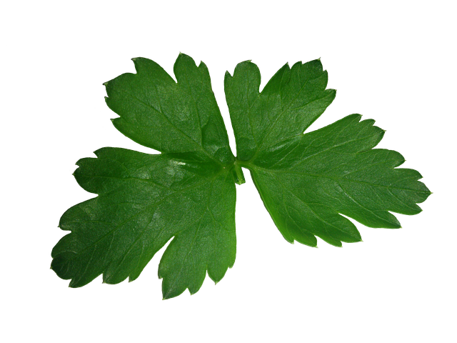 Free download Parsley Leaf High -  free illustration to be edited with GIMP free online image editor