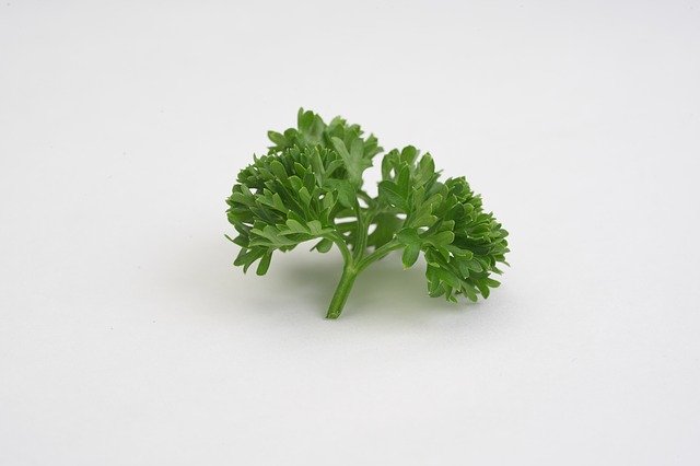 Free download Parsley Vegetable -  free photo or picture to be edited with GIMP online image editor