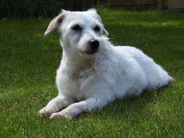 Free download Parson Russell Terrier Dog Small -  free photo or picture to be edited with GIMP online image editor