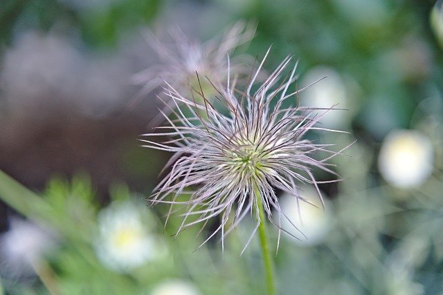 Free download Pasqueflower Faded Pulsatilla -  free photo or picture to be edited with GIMP online image editor