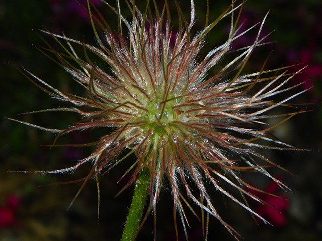 Free download Pasqueflower Pasque Flower Seeds -  free photo or picture to be edited with GIMP online image editor