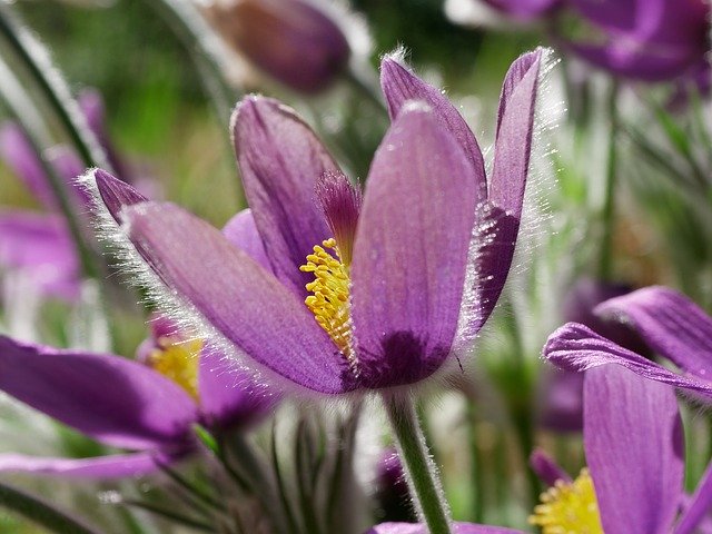 Free download Pasque Flower Spring Violet Close -  free photo or picture to be edited with GIMP online image editor