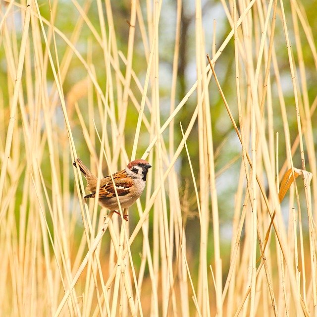 Free download Passer Montanus Eurasian Tree -  free photo or picture to be edited with GIMP online image editor