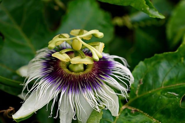 Free download passiflora flora flower nature free picture to be edited with GIMP free online image editor