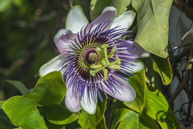 Free download Passion Flower -  free photo or picture to be edited with GIMP online image editor