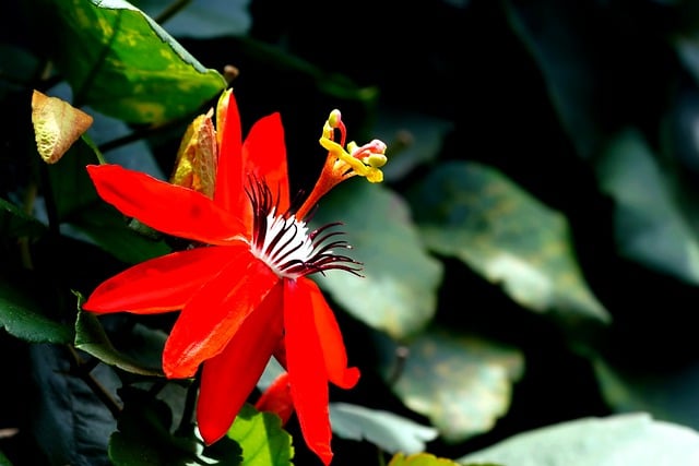 Free download Passionflower Flower Plant -  free photo or picture to be edited with GIMP online image editor