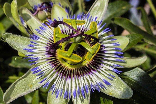 Free download Passion Flower Flowers Floral -  free photo or picture to be edited with GIMP online image editor