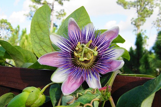 Free download Passion Flower Trellis Vine -  free photo or picture to be edited with GIMP online image editor