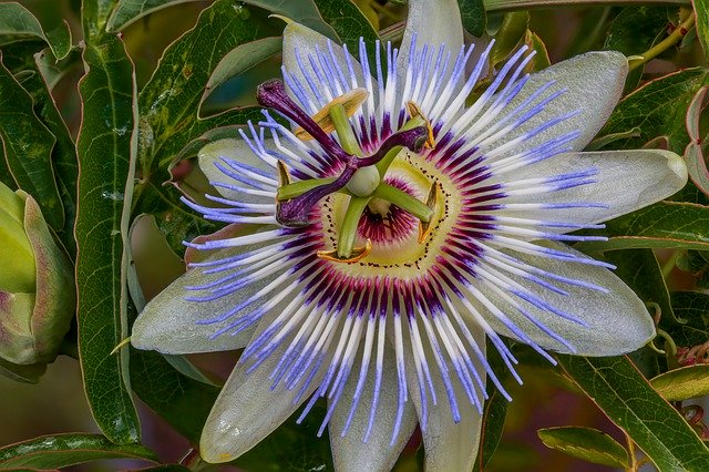 Free download Passion Flower Vine Blossom -  free photo or picture to be edited with GIMP online image editor