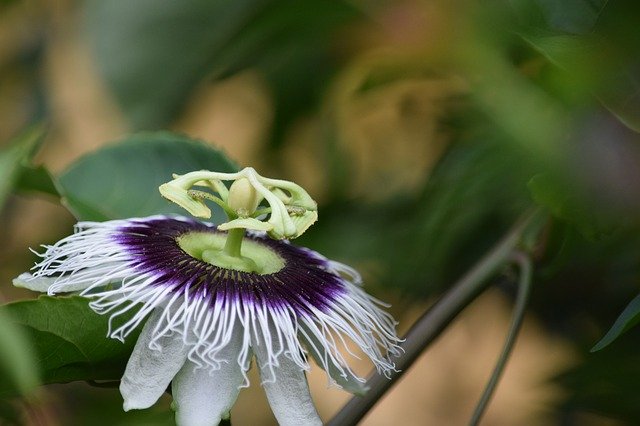 Free download Passion Fruit Flower Flourish -  free photo or picture to be edited with GIMP online image editor