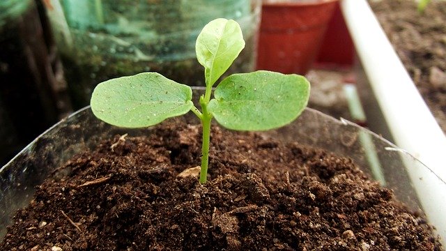 Free download Passion Fruit Seedlings Plant -  free photo or picture to be edited with GIMP online image editor