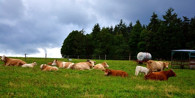 Free download Pasture Cows Agriculture -  free photo or picture to be edited with GIMP online image editor