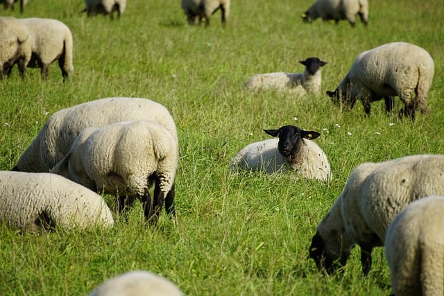 Free download pasture meadow sheep lifestock free picture to be edited with GIMP free online image editor