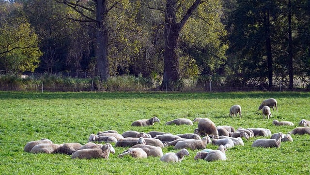 Free download pasture sheep animals herd free picture to be edited with GIMP free online image editor