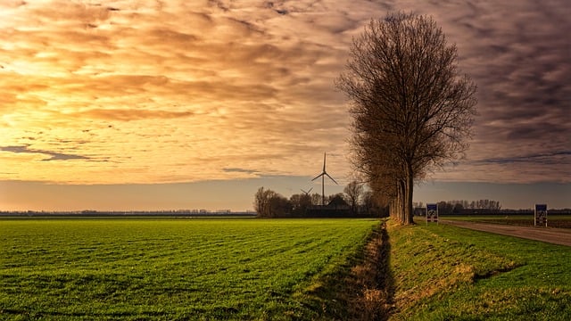 Free download pasture sunset trees horizon free picture to be edited with GIMP free online image editor