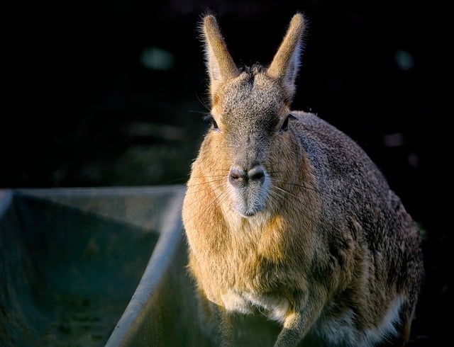 Free download patagonian mara patagonian cavy free picture to be edited with GIMP free online image editor