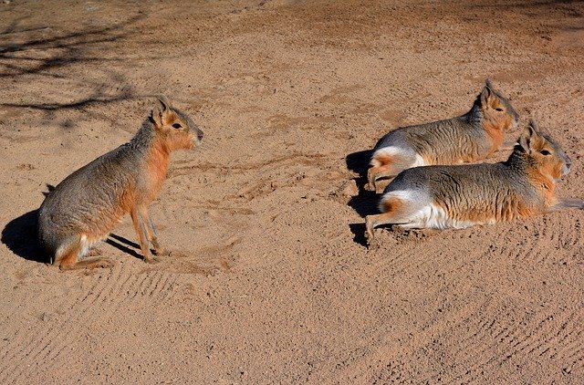 Free download Patagonian Mara South America -  free photo or picture to be edited with GIMP online image editor