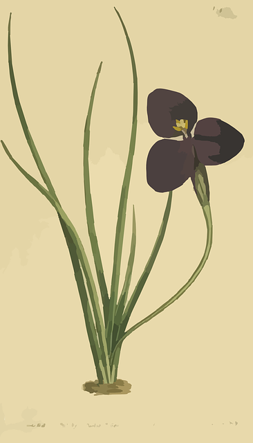 Free download Patersonia Sericea Flower Purple - Free vector graphic on Pixabay free illustration to be edited with GIMP free online image editor