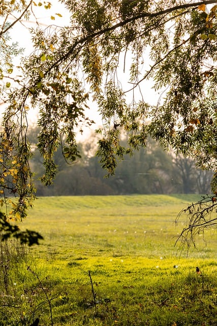 Free download path background nature fall trees free picture to be edited with GIMP free online image editor