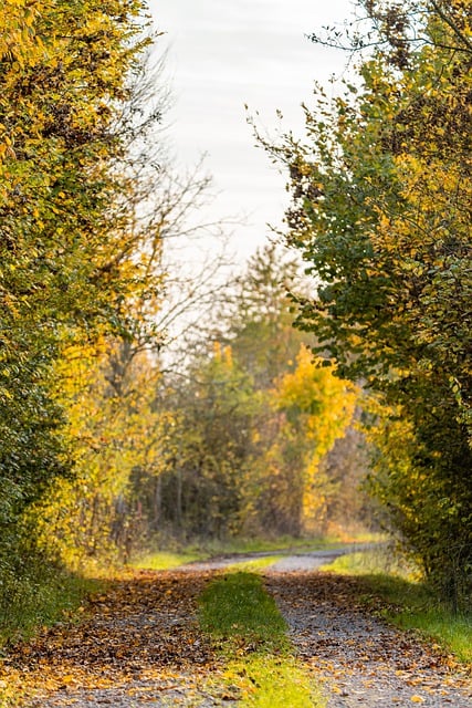 Free download path fall forest nature hike free picture to be edited with GIMP free online image editor