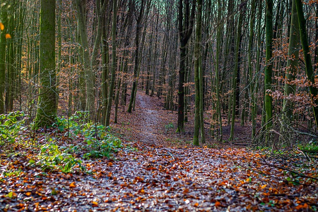 Free download path forest path fall trees nature free picture to be edited with GIMP free online image editor