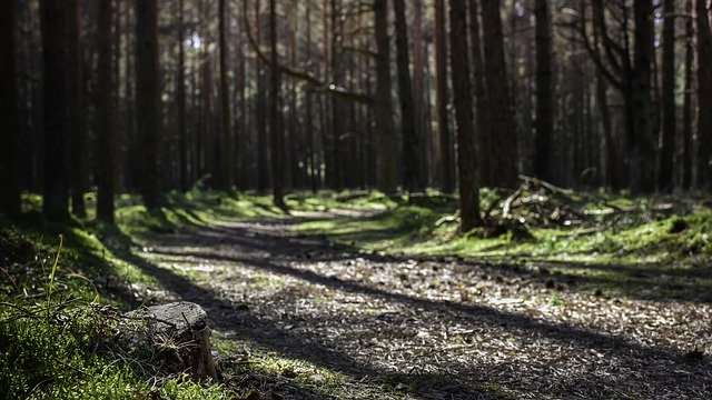 বিনামূল্যে ডাউনলোড করুন Path Forest Sunrays - বিনামূল্যে ছবি বা ছবি GIMP অনলাইন ইমেজ এডিটর দিয়ে সম্পাদনা করতে হবে